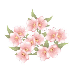 春天春季樱花树枝桃花粉色花朵花gif图素材