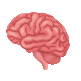 医疗大脑脑部脑子人体器官脑gif图素材