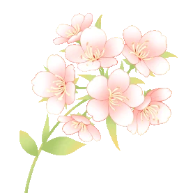 春天一束樱花花枝装饰淡雅清新花朵花gif图素材图片