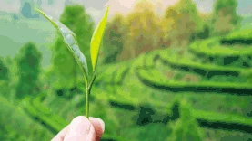 绿色科技智慧农业农田生产视频背景gif图素材