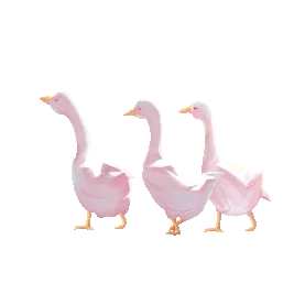 一群大白鸭子在走路白色gif图素材