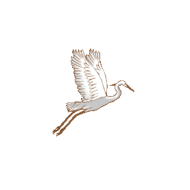 秋天秋季白鹭鸟类南飞动物gif图素材图片